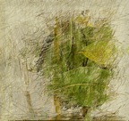 cocaarbol